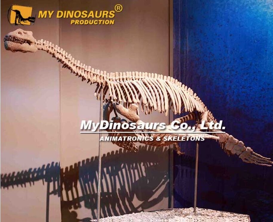Full Dinosaur Skeleton
